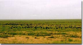 Wildebeest as far as the eye can see